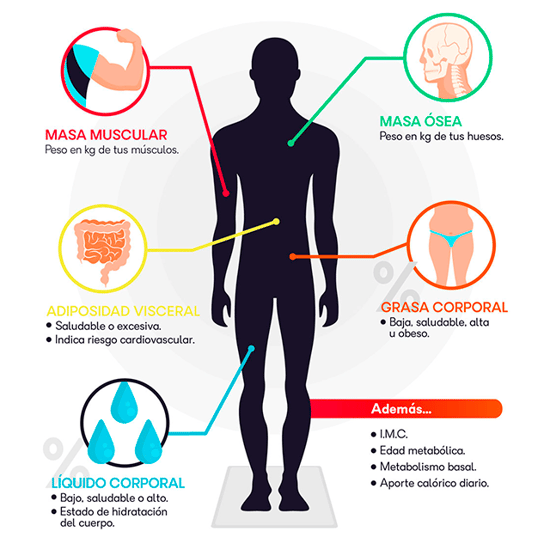 Cómo funciona una báscula de bioimpedancia para medir nuestro porcentaje de  masa grasa?